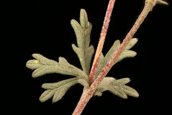 Silver Cinquefoil Potentilla Argentea Leaf Closeup — Stock Photo, Image