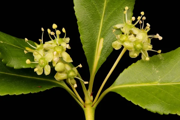 Wrzeciono Fortuny Euonymus Fortunei Kwiatostan Zbliżenie — Zdjęcie stockowe