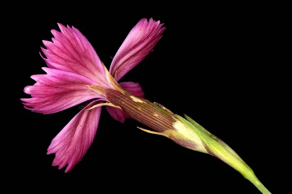 Maiden Pink Dianthus Deltoides Primer Plano Flor —  Fotos de Stock