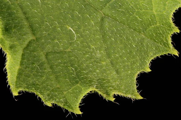 Marrow Cucurbita Pepo Leaf Detail Closeup — Stock Photo, Image