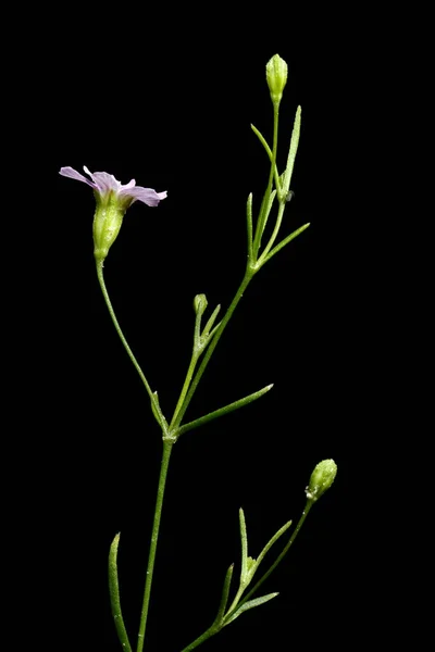 Anual Gypsophila Gypsophila Muralis Inflorescência Closeup — Fotografia de Stock