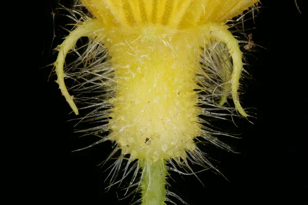 Pepino Cucumis Sativus Calyx Closeup — Fotografia de Stock