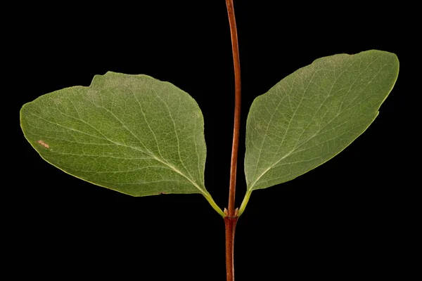 Snowberry Symphoricarpos Albus Galho Folhas Closeup — Fotografia de Stock