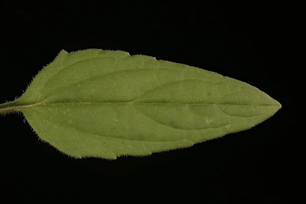 Nagy Virágú Selfheal Prunella Grandiflora Levél Közelkép — Stock Fotó