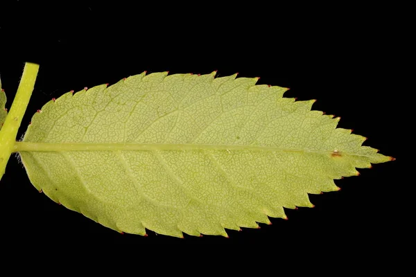 Köpek Rose Rosa Canina Broşür Kapanışı — Stok fotoğraf