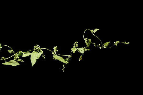 Siyah Bindweed (Fallopia konvolvulus). Alışkanlık