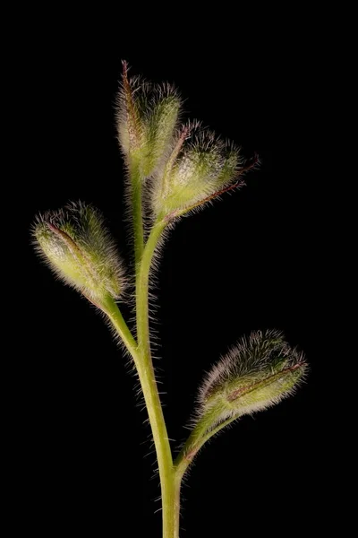 Delfinium Delphinium Cultorum Fiatal Infloreszcencia Szoros — Stock Fotó