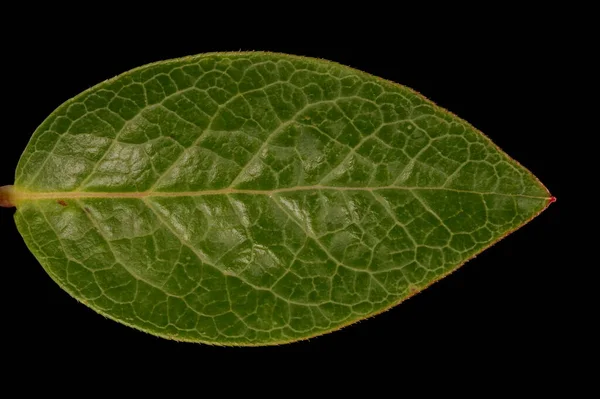 Högbuske Blåbär Vaccinium Corymbosum Bladnärbild — Stockfoto