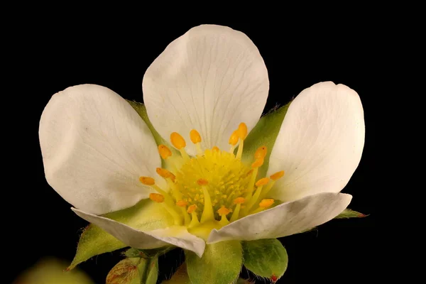 Fragola Giardino Fragaria Ananassa Primo Piano Fiore — Foto Stock