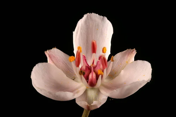 Blütenpracht Butomus Umbellatus Blume Nahaufnahme — Stockfoto