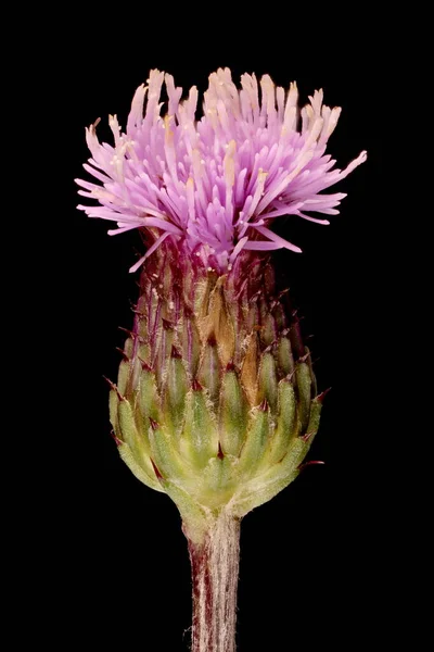 Creeping Thistle Cirsium Arvense Flowering Capitulum Closeup — Stock Photo, Image