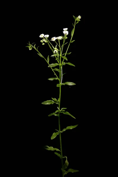 Fleabane Norte Erigeron Strigosus Hábitos — Fotografia de Stock