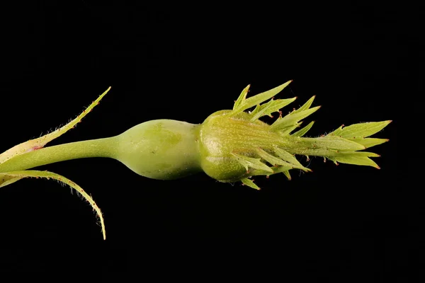 Rosa Perro Rosa Canina Floral Bud Primer Plano —  Fotos de Stock