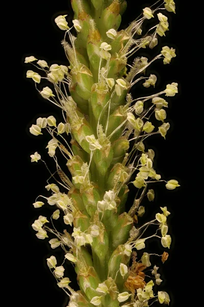 Daha Büyük Plantain Bitki Majörü Inflorescence Detay Kapatma — Stok fotoğraf