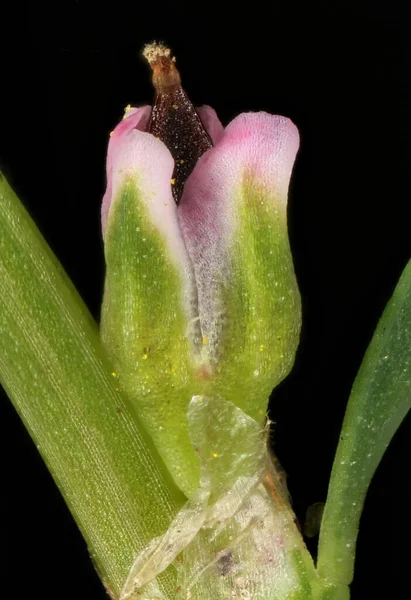 Knotgrass (Polygonum aviculare). Meyve Kapanışı