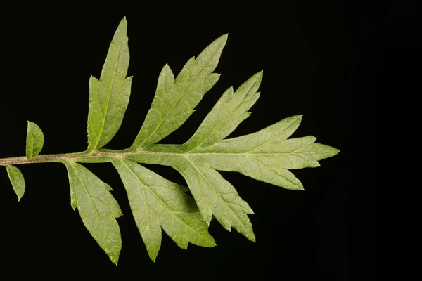 Beifuß Artemisia Vulgaris Blatt Nahaufnahme — Stockfoto