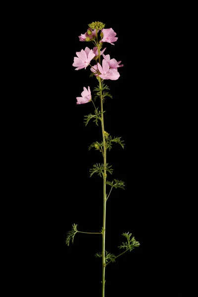 Musk Mallow Malva Moschata — 图库照片