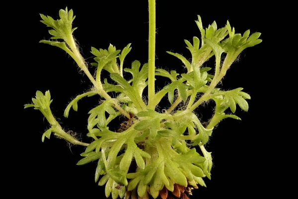 Tufted Saxifrage (Saxifraga cespitosa). Basal Leaves Closeup