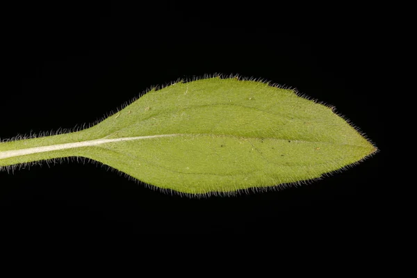 Μελανομάτα Σούζαν Rudbeckia Hirta Κλείσιμο Φύλλου — Φωτογραφία Αρχείου