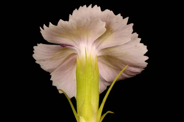 Édes William Dianthus Barbatus Virágos Közelkép — Stock Fotó