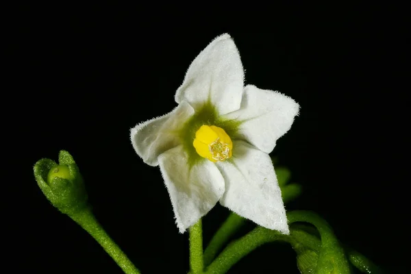 Svart Nattskugga Solanum Nigrum Blomma Närbild — Stockfoto