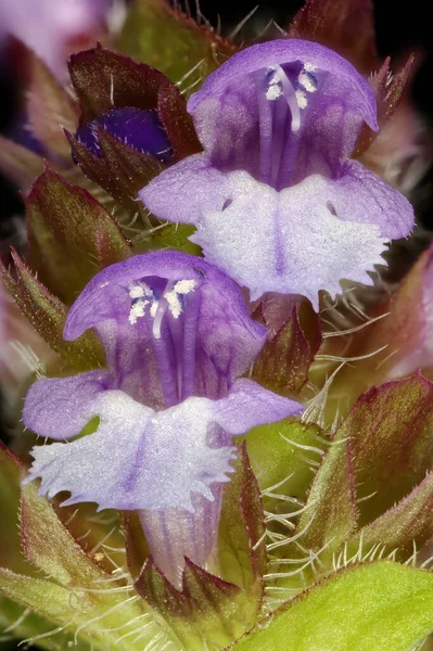 Selfheal Prunella Vulgaris Detalhe Inflorescência Closeup — Fotografia de Stock