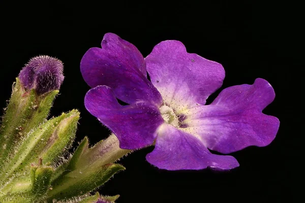 Trädgård Vervain Verbena Hybrida Blomma Närbild — Stockfoto