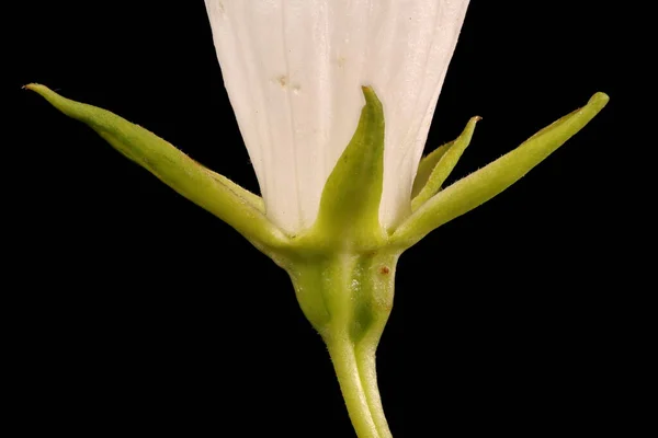 Óriás Harangvirág Campanula Latifolia Calyx Közelkép — Stock Fotó