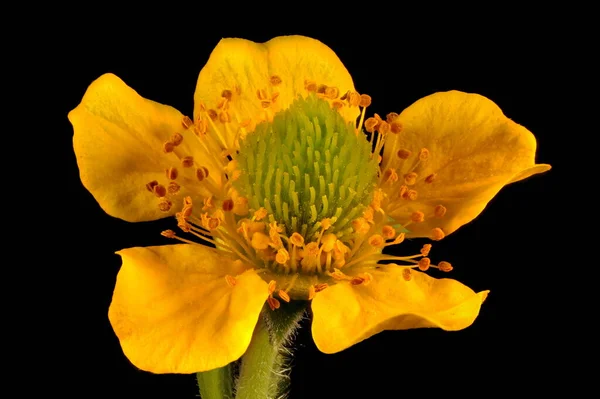 Wschodnie Avens Geum Aleppicum Kwiat Zbliżenie — Zdjęcie stockowe