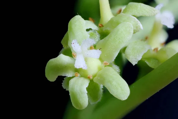 Staff Vine Celastrus Orbiculatus Fecho Flor — Fotografia de Stock