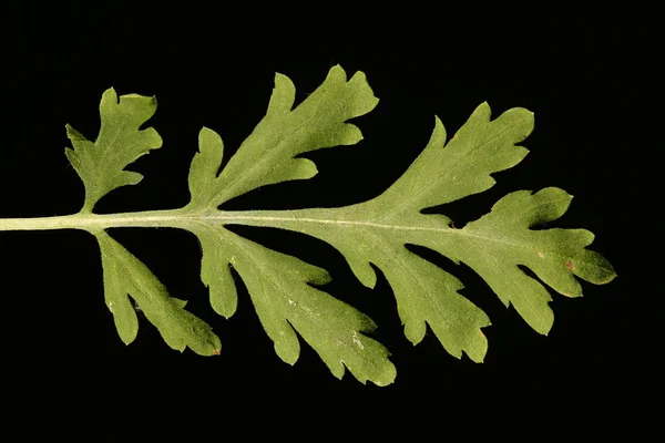 Gorączka Tanacetum Parthenium Zbliżenie Liści — Zdjęcie stockowe