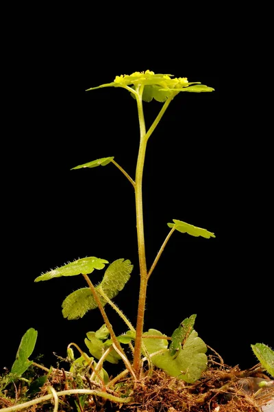 Alternatief Bladgoud Steenbreek Chrysosplenium Alternifolium Gewoonte — Stockfoto