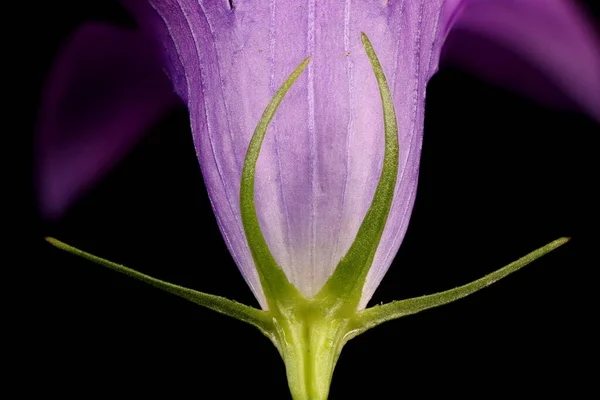 Spreading Bellflower Campanula Patula Calyx Closeup — Stock Photo, Image