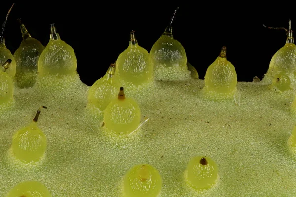 Pepino Cucumis Sativus Detalle Fruta Primer Plano — Foto de Stock