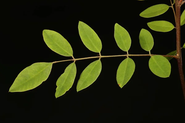 Sivatagi Hamis Indigó Amorpha Fruticosa Levél Közelkép — Stock Fotó