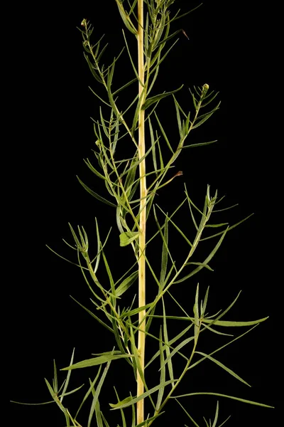 Tarragão Artemisia Dracunculus Closeup Folha — Fotografia de Stock