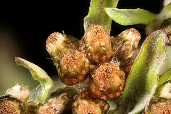 Μαρς Κάντουιντ Gnaphalium Uliginosum Άνθηση Capitula Closeup — Φωτογραφία Αρχείου