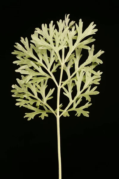 Alsem Artemisia Absinthium Bladsluiting — Stockfoto