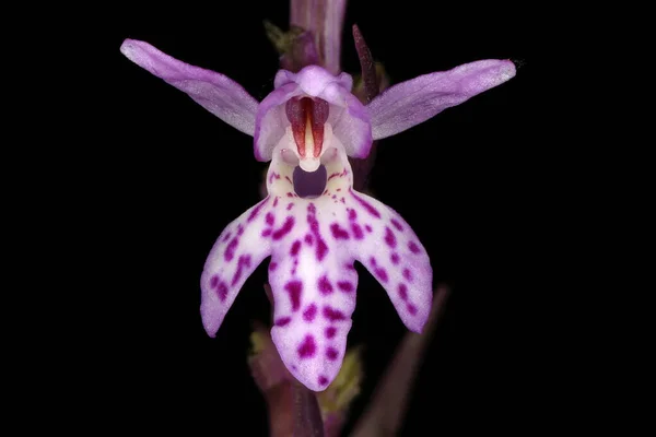 Orchidée Maculée Commune Dactylorhiza Fuchsii Fleur Gros Plan — Photo