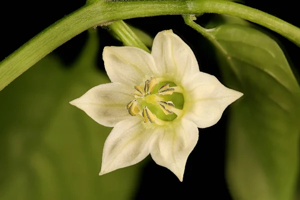 Sweet Pepper Capsicum Annuum Flower Closeup — Stock Photo, Image