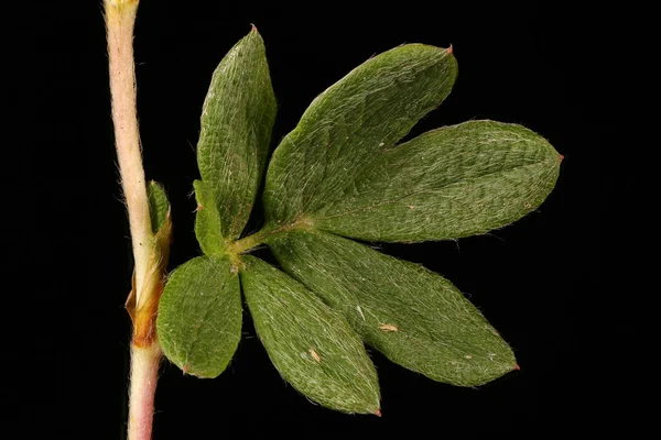 Davurian Cinquefoil Dasiphora Glabrata Yaprak Kapanışı — Stok fotoğraf