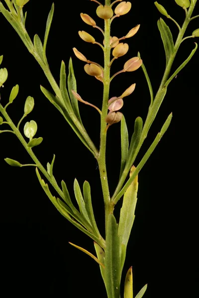 Dense Flower Pepperwort Lepidium Densiflorum 폐쇄적 — 스톡 사진