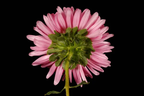 Kínai Aster Callistephus Chinensis Virágzó Capitulum Closeup — Stock Fotó