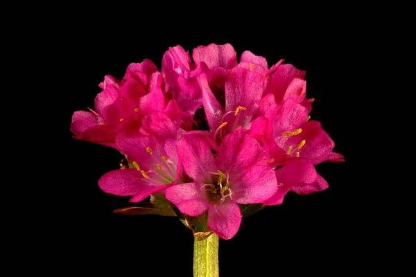 Thrift Armeria Maritima Flowering Capitulum Closeup — Fotografia de Stock