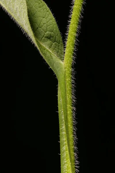 Közös Comfrey Symphytum Officinale Stem Levél Bázis Közelkép — Stock Fotó