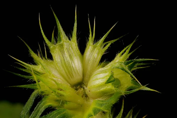 Bifid Hemp Nettle Galeopsis Bifida Zbliżenie Verticillaster — Zdjęcie stockowe