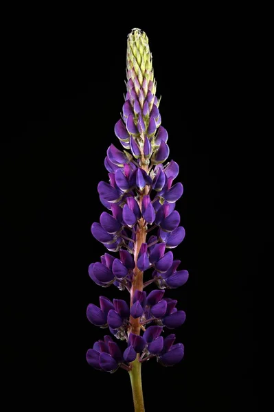 Bahçe Lupin (Lupinus polyphyllus). Enfeksiyon. Yakın çekim.