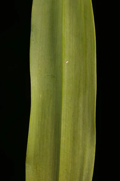 Gul Vitlök Alliummoly Bladnärbild — Stockfoto