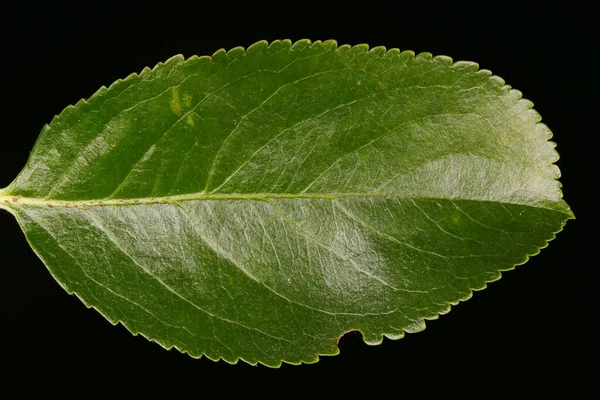 Mitschurin Apos Chokeberry Aronia Mitschurinii Leaf Closeup — Stock Photo, Image