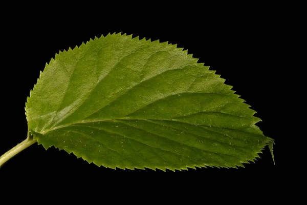 Japanese Hydrangea Hydrangea Petiolaris Leaf Closeup — Stock Photo, Image